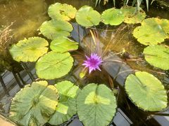 -国家植物园南园