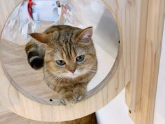 -COLOR PETS 撸猫馆·购猫·猫咖(长风大悦城店)