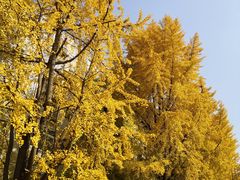 -四川大学(华西校区)