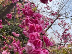 -名花谷生态庄园