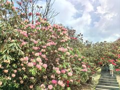 -贵州百里杜鹃风景名胜区