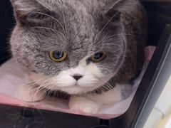 -瑞派康怡24h宠物医院·犬猫医疗中心·微创绝育(瑞景分院)