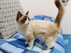 -纳吉亚猫专科动物医院博雅分院