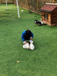 -萌宠亲子动物乐园(槐房万达店)