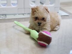 -佳雯宠物医院·皮肤科·内外科(春晓路分院)