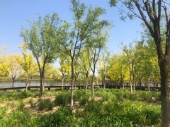 -东郊湿地公园