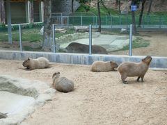 -西霞口神雕山野生动物世界