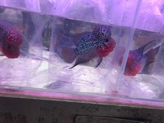 -华声天桥民俗文化园