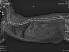 -爱诺耐芙动物医院(万博店)