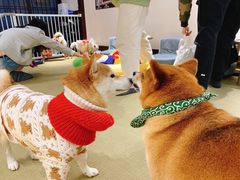 -逗柴咖啡屋·狗咖猫咖宠物桌游