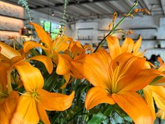 -Apollo·西班牙小酒馆(安福路店)