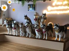 -Husky Go! 哈士奇体验馆·宠物咖啡厅狗咖