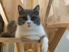 -momokira米努特·德文卷毛猫·棉花面纱犬