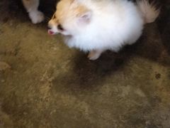 -萌喵宠狗爱心宠咖