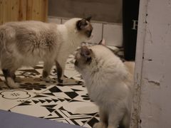 -猫色咖啡·猫咖