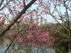 -重庆彩云湖湿地公园