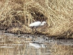 -皇粮浜湿地公园