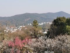 -香雪海