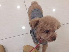 -美联众合动物医院·24h京西诊疗中心