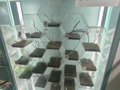 -上海大自然野生昆虫馆(东方明珠·爬宠昆虫探索中心)