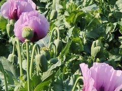 -国家植物园南园