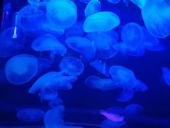 -太平洋海底世界