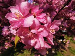 -海棠花溪(元大都城垣遗址公园)