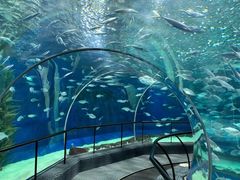 -上海海洋水族馆