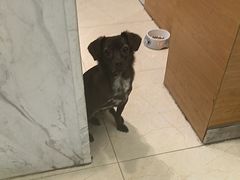 -瑞派申生动物医院·24H夜诊·国际动物医疗中心·骨外科(吴中路店)