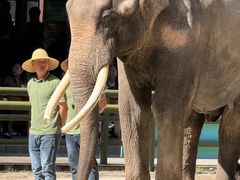 -野象谷景区