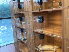 -猫十亿·布偶金渐层·曼基康矮脚猫舍(青年路店)