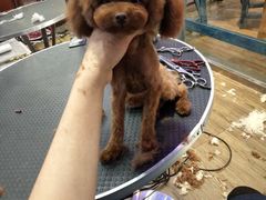 -沐沐家宠物(成寿寺店)