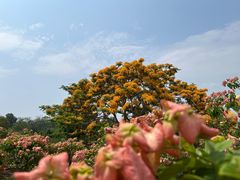 -中国科学院西双版纳热带植物园