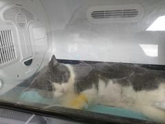 -谐和益家动物医院·免疫绝育·血液透析·宠保定点医院(高新伊藤分院)