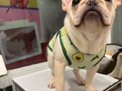 -和它·交个朋友·狗咖猫咖(爱琴海店)