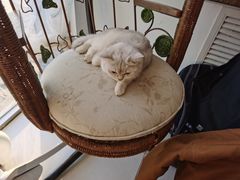 -平行世界·猫咖(首经贸店)