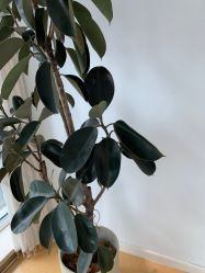-HEYAN长风荷妍专业脱毛美肤
