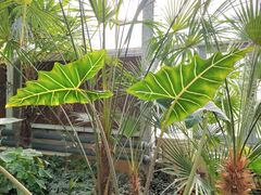 -国家植物园南园