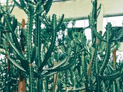-石家庄市植物园