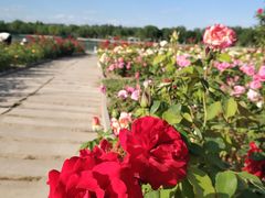 -廊坊文化艺术中心