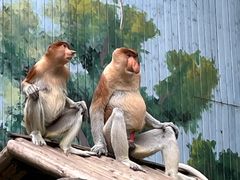 -广州长隆野生动物世界