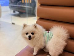 -翊宠yipet猫狗购宠庄园犬舍•猫舍