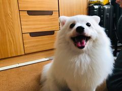 -瑞鹏宠物医院·骨科·猫科·内科(第一中心)