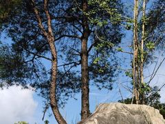 -铁山坪森林公园