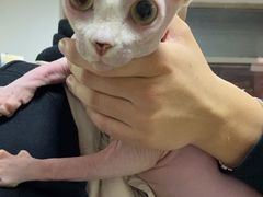 -瑞派福兴宠物医院犬猫全科·骨科·中西医结合(河东店)