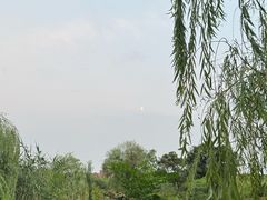 -大塘金香草谷