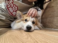 -和它·交个朋友·狗咖猫咖(爱琴海店)