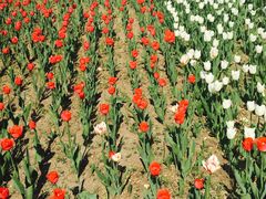 -长春公园(普阳街道)