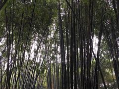 景点-望江楼公园