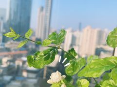 -循礼门鲜花花市(武汉循礼门店)